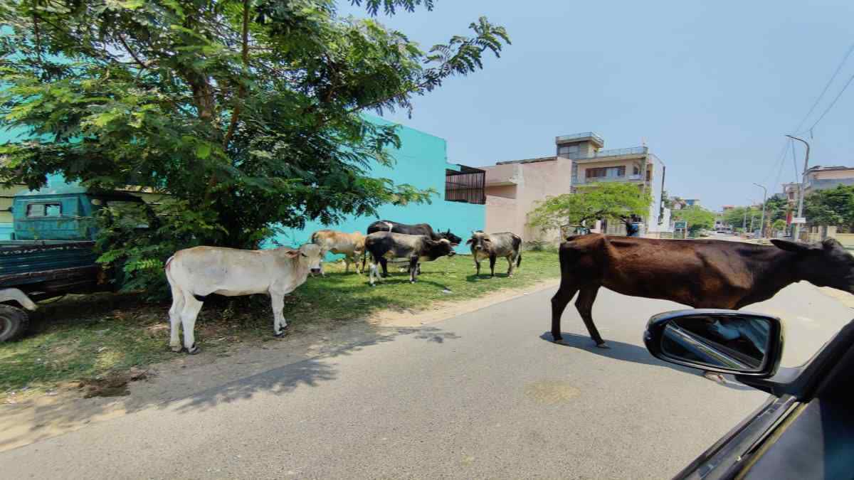 क्या आने वाला है बड़ा स्वास्थ्य संकट? वन हेल्थ जागरूकता पर जोर